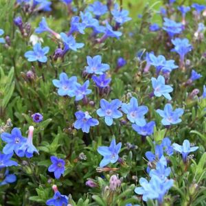 Lithodora diffusa 'Heavenly Blue' ---